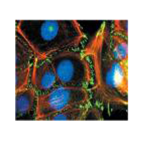 蛍光フィルター